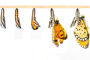 Butterflies Grow Transition - Make Yourself More Marketable, Step 2: Transitioning to higher acuity units